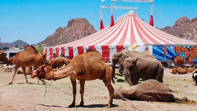 Plantean regreso de animales a circos