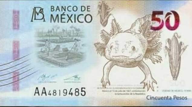El ajolote y Xochimilco saldrán en el nuevo billete de 50