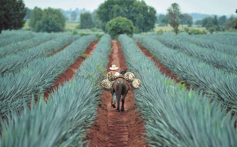 La planta de los paisajes mexicanos