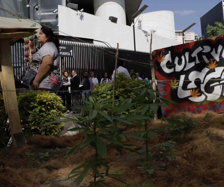 Aplazan otra vez dictamen sobre regulación de cannabis