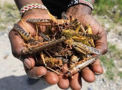 Preocupa a ONU plaga de langostas en África oriental