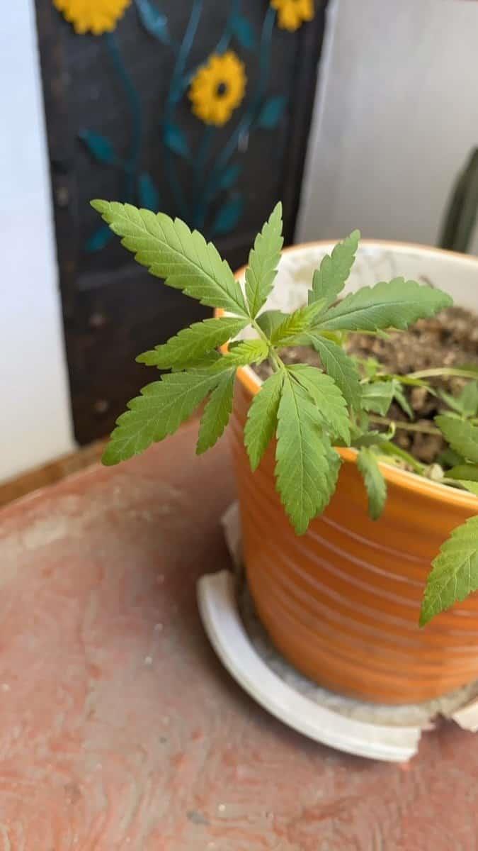 Presenta Senado anteproyecto para regular marihuana