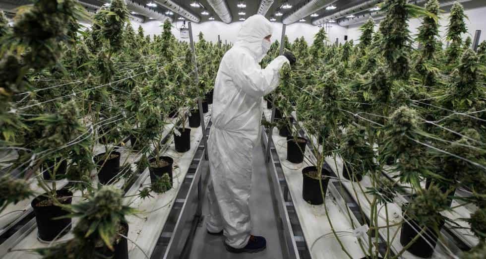 Analizan repercusiones de regulación y uso de cannabis Analizan repercusiones de regulación y uso de cannabis