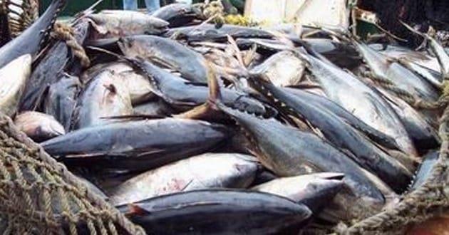 Exhortan a consumir pescado fresco en Cuaresma