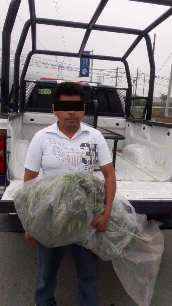 Cae con 4 plantas de mariguana