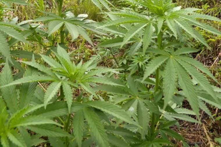 Dan más tiempo a Senado para resolver sobre marihuana