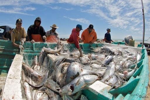 Concluye temporada de pesca de curvina golfina