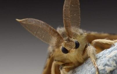 Alerta Washington por infestación de polillas gitanas