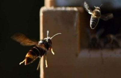 Activa México vigilancia epidemiológica por avispón gigante Activa México vigilancia epidemiológica por avispón gigante