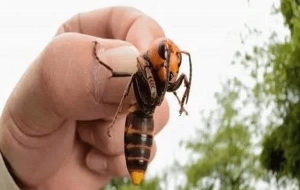 Activan vigilancia ante avispón gigante