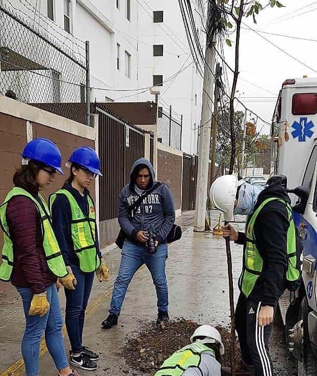 Siembra árboles Reforestación Extrema