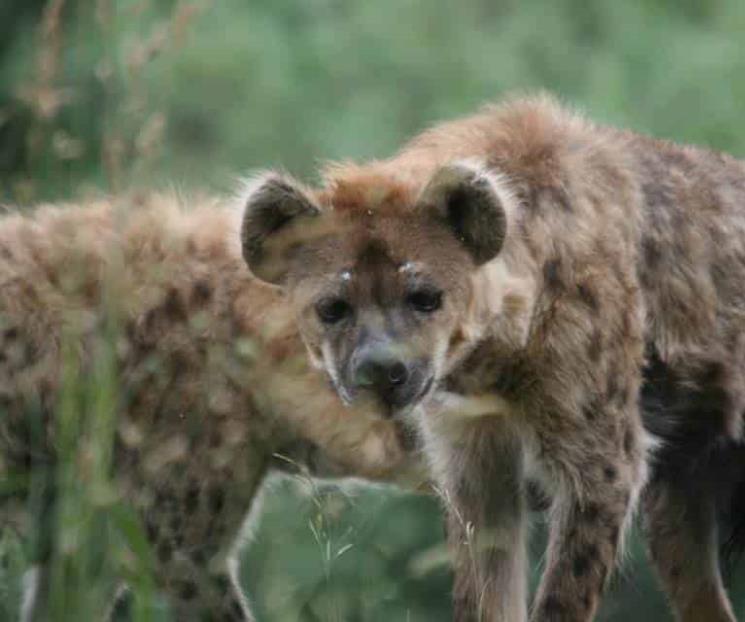 Domesticaron hienas hace 500 años