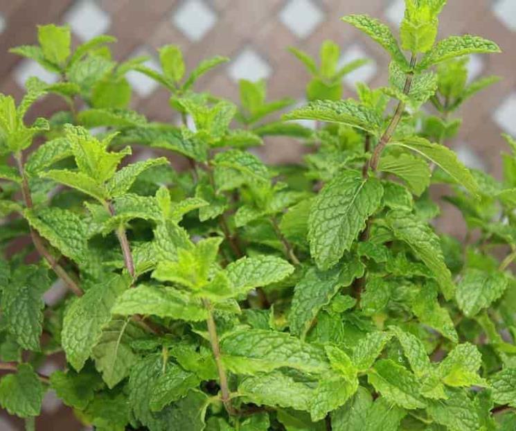 Para qué sirve tomar agua de hierbabuena