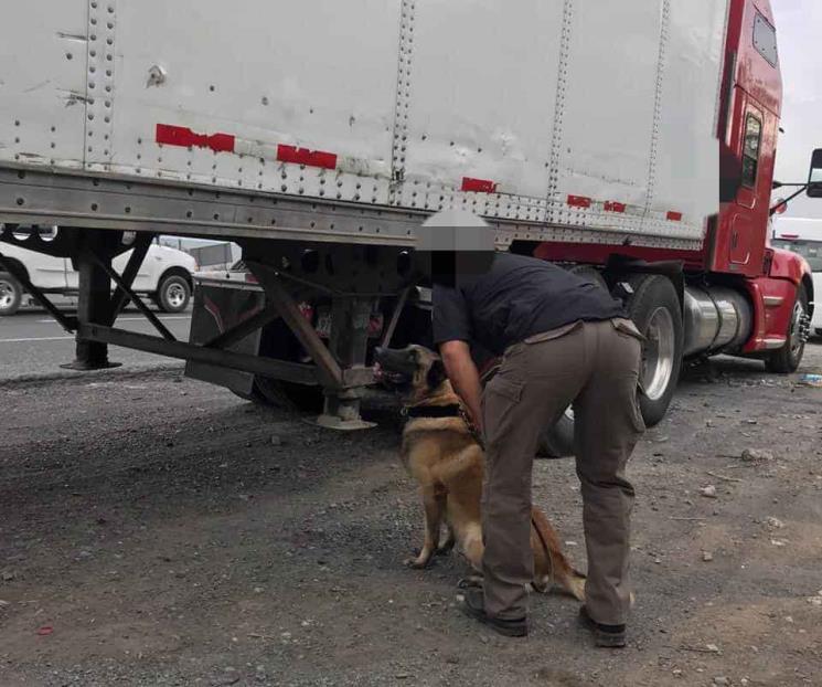 Abandonan tráiler con 7 toneladas de mariguana
