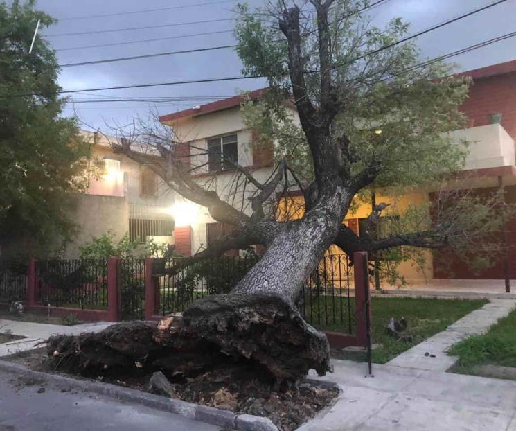 Dejan lluvias árboles y postes caídos Dejan lluvias árboles y postes caídos