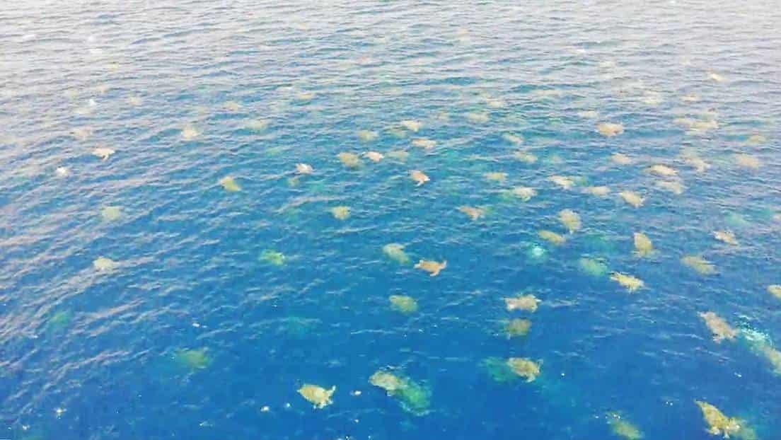 Localizan gran colonia de tortugas verdes Localizan gran colonia de tortugas verdes