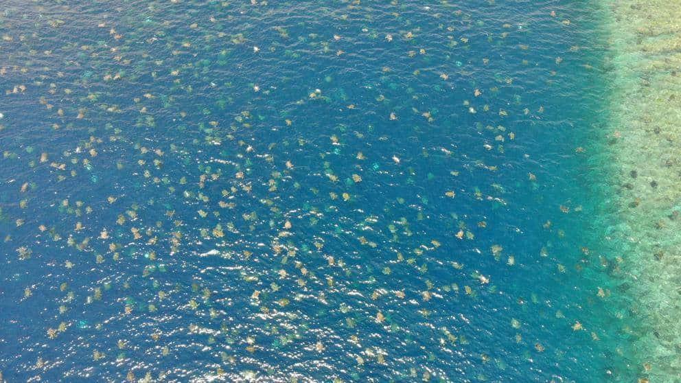 Captan a más de 60 mil tortugas nadando  juntas en el mar
