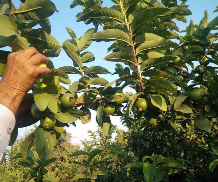 Razones para tomar té de hoja de guayaba Razones para tomar té de hoja de guayaba