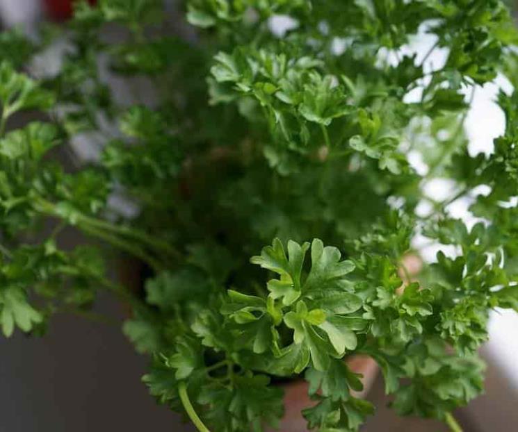 Consejos para conservar el perejil fresco por más tiempo