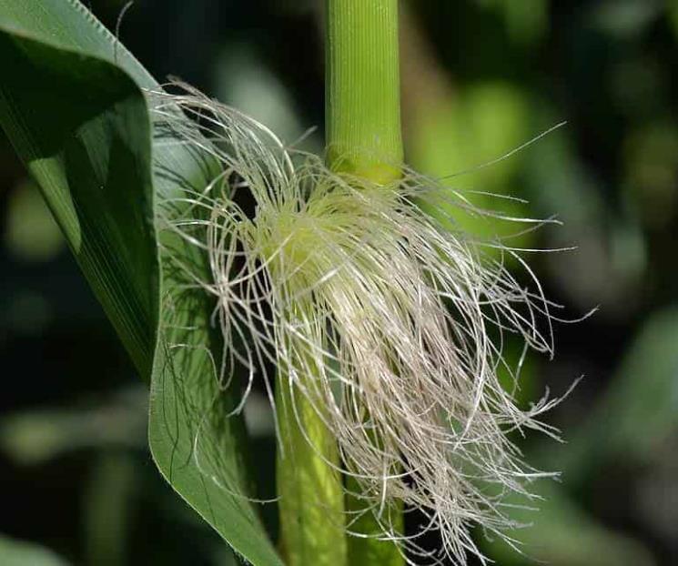 Infusión o té de pelos de elote