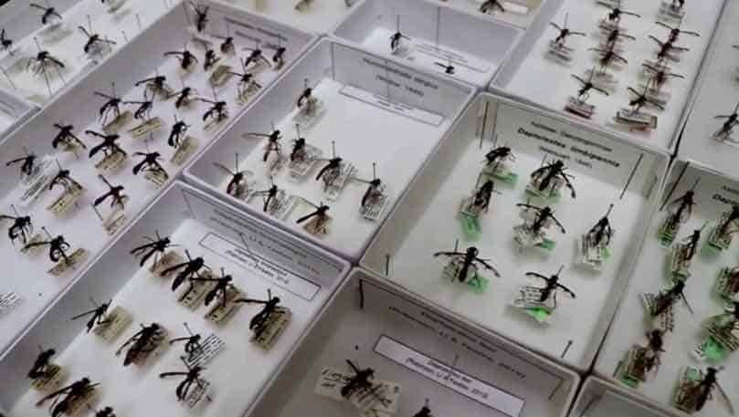 Dan súper nombres a moscas inspirados en Marvel