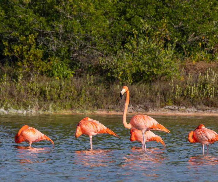 Descubre la playa de Sisal y sus bellos manglares en Yucatán Descubre la playa de Sisal y sus bellos manglares en Yucatán