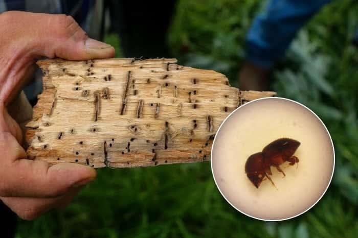 Evito agricultura el ingreso de 30 plagas a México