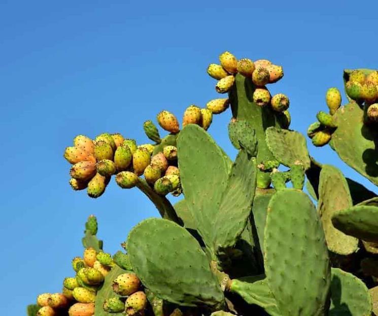 Beneficios del xoconostle en los caldos