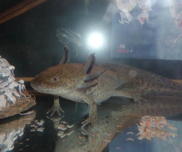 Protegen al ajolote de la extinción