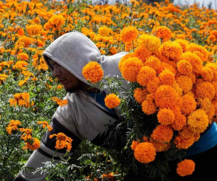 Ofrecen tour por los campos de cempasúchil