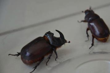 Estudian armadura del escarabajo para fabricar aviones