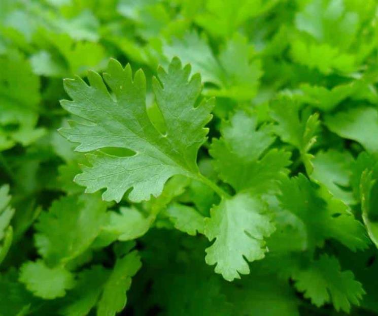 Perejil, origen y beneficios de consumirlo