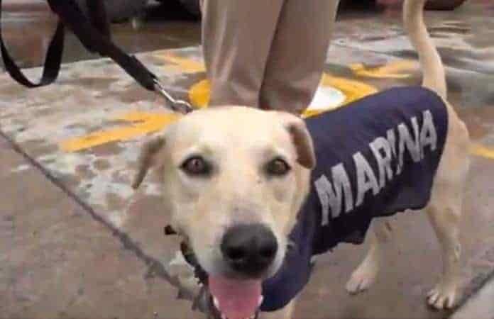 Marina entrenará a perrito que estaba atrapado en inundacion
