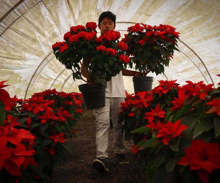 Nochebuena: Poblanos mantienen su precio