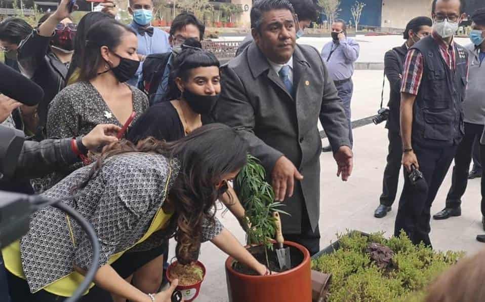 Siembra diputado mata de marihuana en San Lázaro Siembra diputado mata de marihuana en San Lázaro