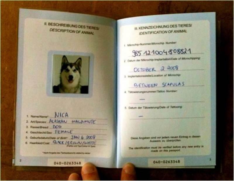 Perderán sus pasaportes Perderán sus pasaportes