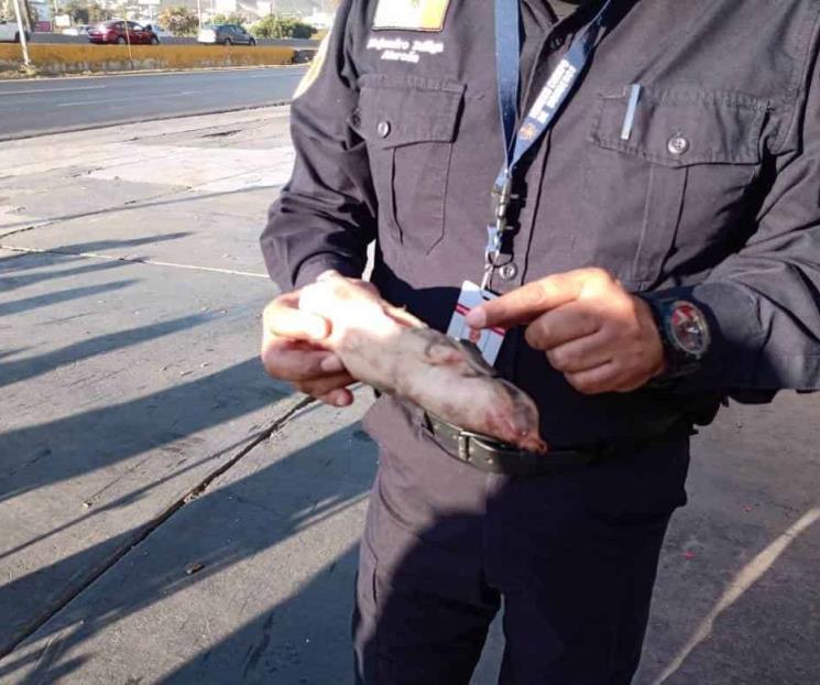 Alertan Bomberos NL sobre mala manipulación de cohetes