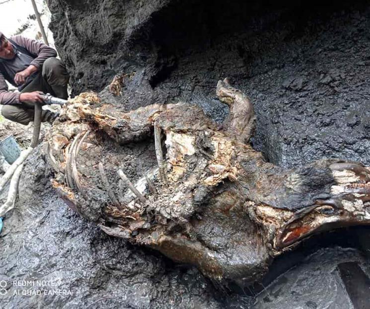 Recuperan rinoceronte de la era glacial Recuperan rinoceronte de la era glacial
