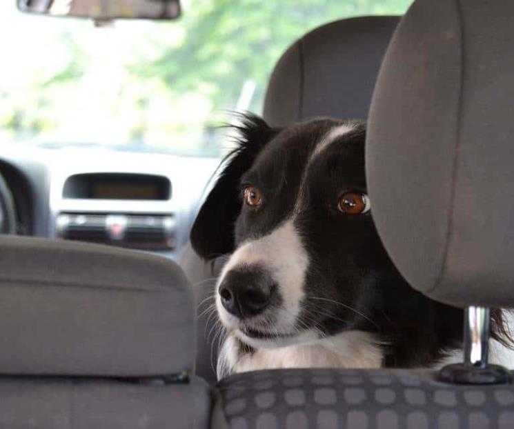 Cuál es la forma más segura de viajar con mascotas Cuál es la forma más segura de viajar con mascotas