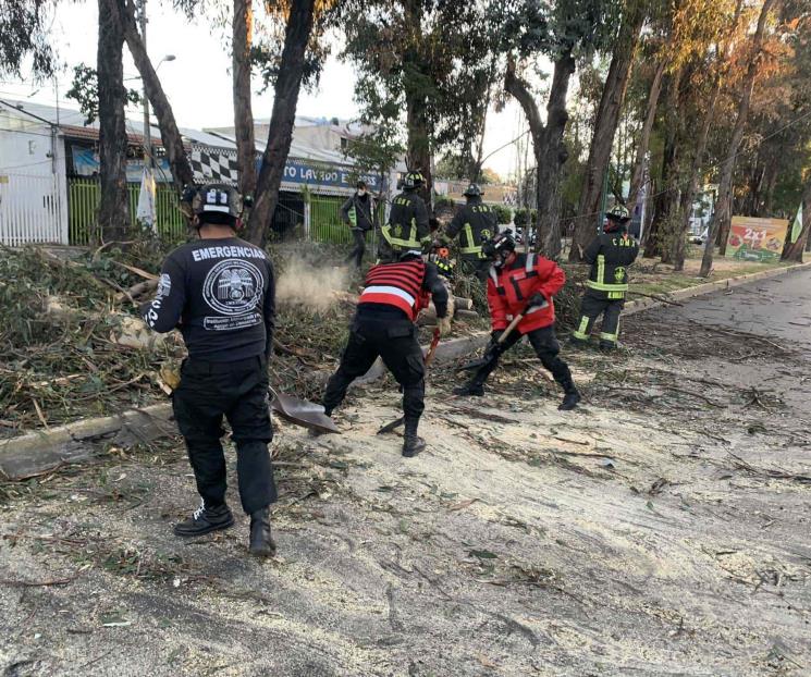 Viento en CDMX provoca caída de árboles y lonas