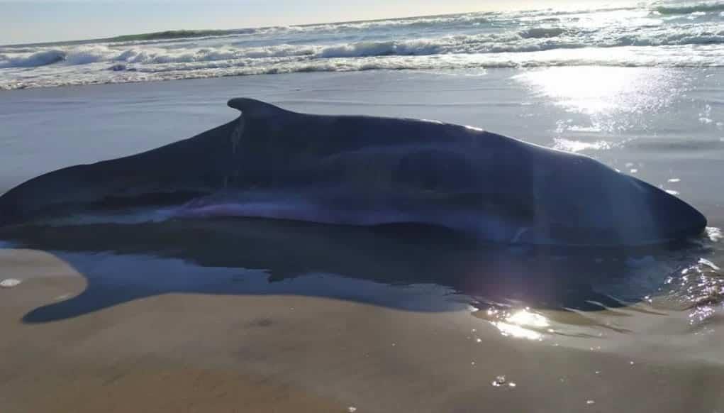 Encuentran ballenato muerto en playa de Mazatlán Encuentran ballenato muerto en playa de Mazatlán