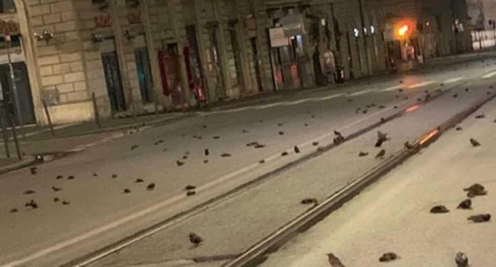 Aparecen muertas cientos de aves en Roma
