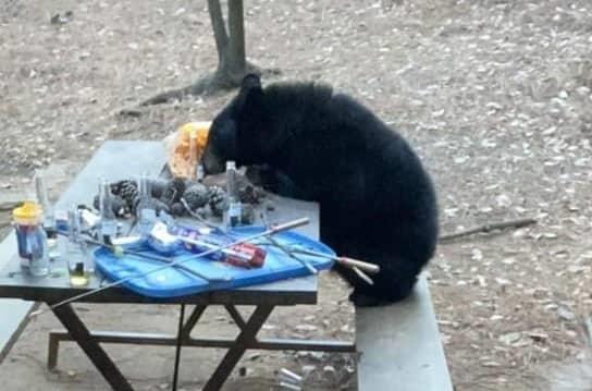 Sorprende oso a familia que acampaba en cabaña Sorprende oso a familia que acampaba en cabaña