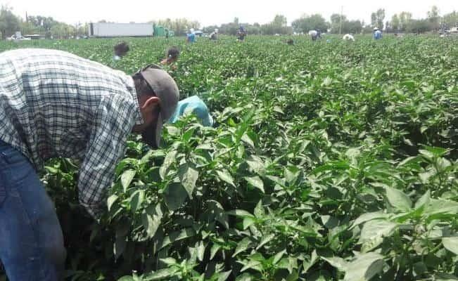En noviembre creció empleo de trabajadores mexicanos en EU En noviembre creció empleo de trabajadores mexicanos en EU