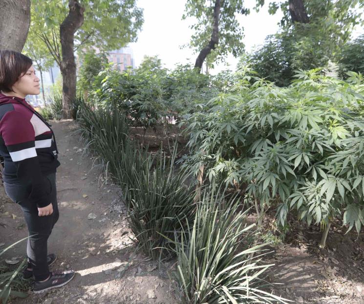 Regulación de cannabis, prohibicionista, acusan