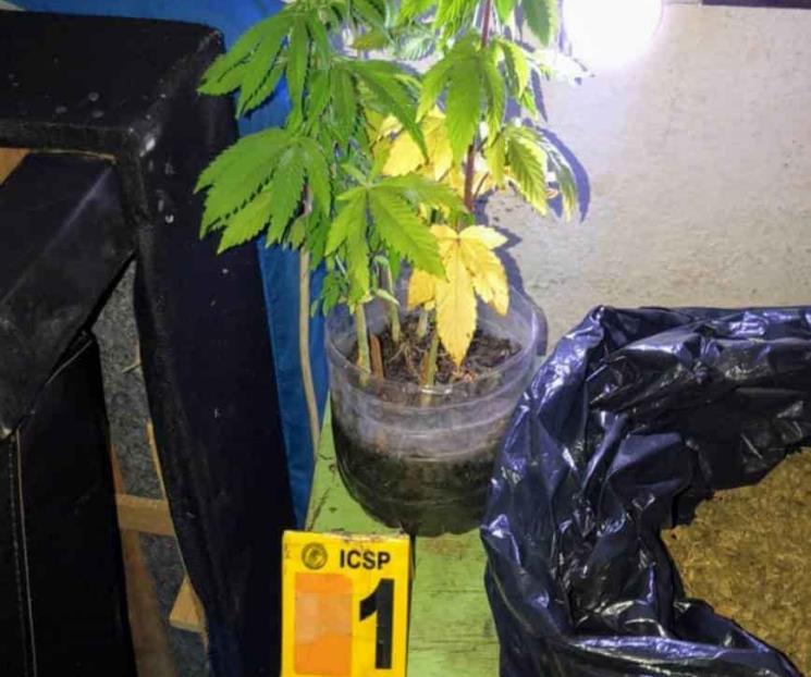 Intenta poner invernadero de droga Intenta poner invernadero de droga