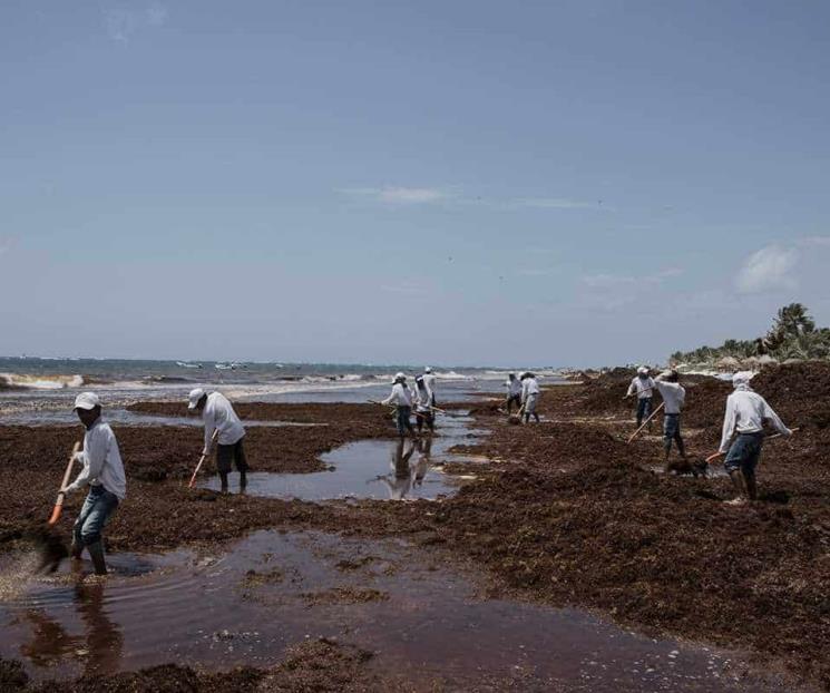 Descartan niveles preocupantes de sargazo en playas