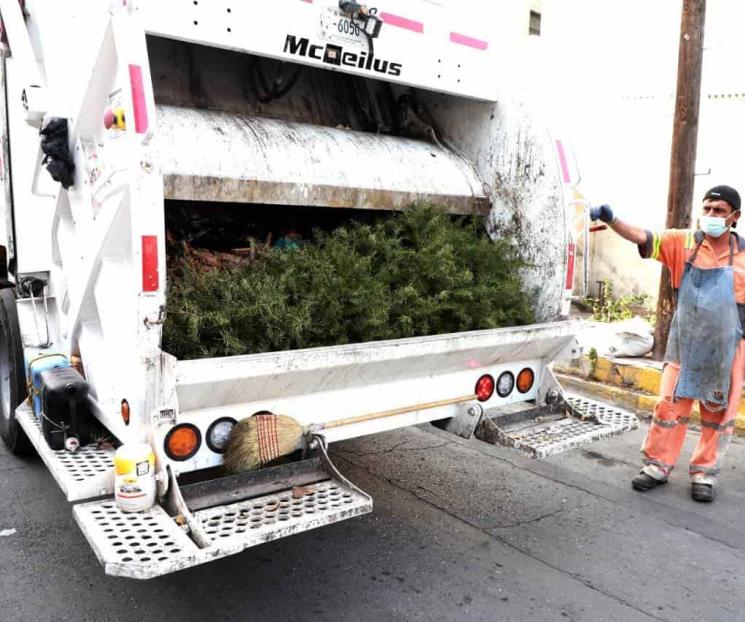 Exhortan a familias dejen pinos navideños en exterior Exhortan a familias dejen pinos navideños en exterior