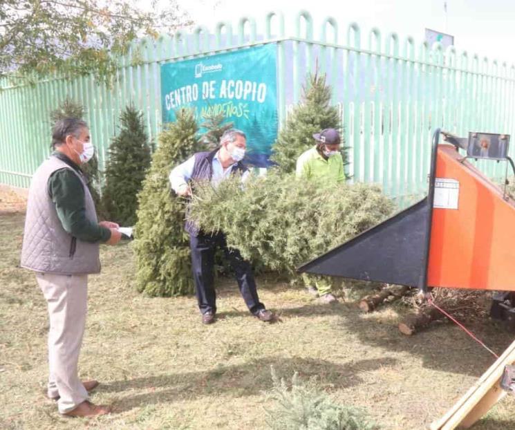 Habilita Escobedo centros de acopio de pinos