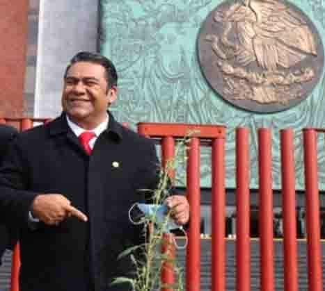 Desaparecen matas de marihuana en SL Desaparecen matas de marihuana en SL
